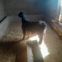 بز چاق|حیوانات مزرعه|چگنی, |دیوار