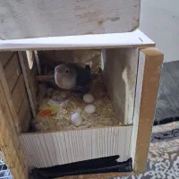 طوطی برزیلی جفت|پرنده|کرج, حصار|دیوار