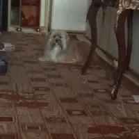 سگ یک ساله دوماه قدس از حیاط دزدیده شده|حیوانات|سبزوار, توحیدشهر|دیوار