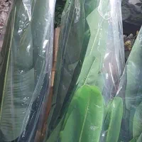 گل ها برگ انجیری