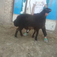 سه راس بره ماده هترو|حیوانات مزرعه|شیروان (خراسان), |دیوار