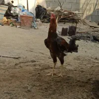 خروس لاری ترک|حیوانات مزرعه|بندرعباس, |دیوار