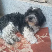 سگ باهوش ونر فروشی