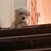 واگذاری سگ خانگی