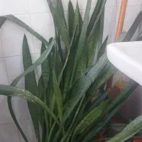 قلمه سانسوریا وگل موسی درگهواره