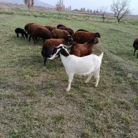 بز شش ماهه|حیوانات مزرعه|تبریز, |دیوار