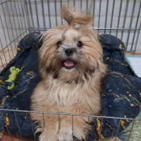 پانی هفت ماهه ماده نژاد شیتزومینی