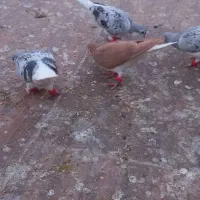 ۶ تا جوجه رنگی