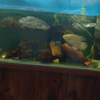 آکواریوم شیشه خم شرکتی