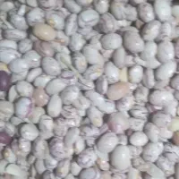 لوبیا چیتی ،۳۳۰۰۰۰۰