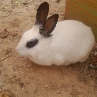 خرگوش اهلی برفی