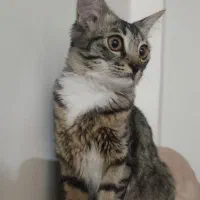 گربه DSH پرشین دونژاده