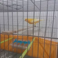 قناری3عدد خوش رنگ ویه دست|پرنده|صفادشت, |دیوار