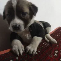 سگ هاسکی باتوله اشپیتز|سگ|مشهد, موسوی قوچانی|دیوار