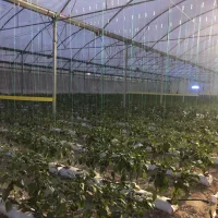 نیازمند سازه دسته دوم ب متراژ یک هکتار اسپانیایی