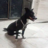 سگ‌ پیداشده در مسکن مهر|سگ|پاکدشت, شهرک امام رضا|دیوار