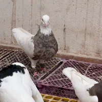 چند عدد کبوتر طوقی جوجه تازه دون خور و بالغ