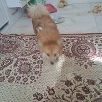 پاپی روباهی