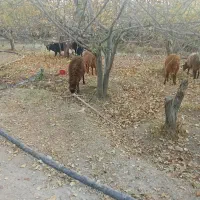 گوسفند نر|حیوانات مزرعه|دینور, |دیوار