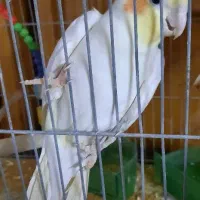 عروس هلندی