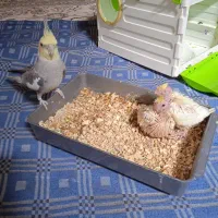 عروس هلندی نررام