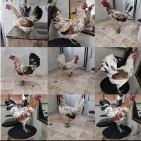 مرغ و خروس گلین لری اصل