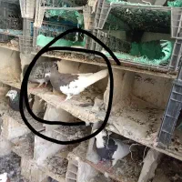 کبوتر یال|پرنده|دوگنبدان, |دیوار