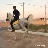 مادیون سفید درجه یک|اسب و تجهیزات اسب‌سواری|رفسنجان, |دیوار