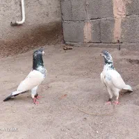 فروش فوری|پرنده|بزمان, |دیوار