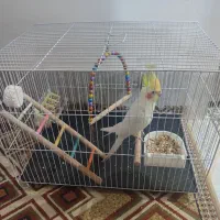عروس هلندی نر