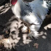 تخم نطفه دار برهما اصیل