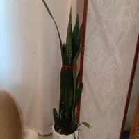 گلدان طبیعی سانسوریا|گل و گیاه طبیعی|صحنه, |دیوار