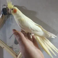 جوجه ها دو وسه و ۶ و۸ماه  نره وماده سخنگو زیبا