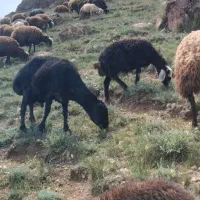 گوسفند|لوازم جانبی حیوانات|نمین, |دیوار