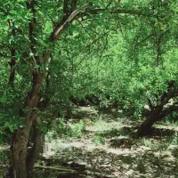 فروش-باغ