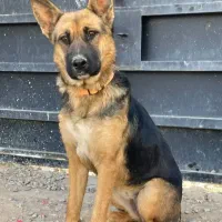 واگذاری سگ گرگی نگهبان