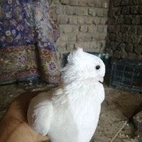 کفتر نوک ریز