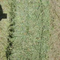 یونجه درجه یک( انباری ) خالص.  اعلا