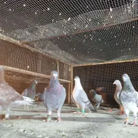 20 طوق جفتی650