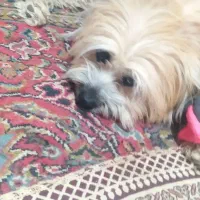 واگذاری سگ|سگ|کرمان, |دیوار