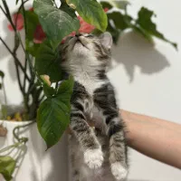 واگذاری گربه|گربه|شهریار, شهریار|دیوار