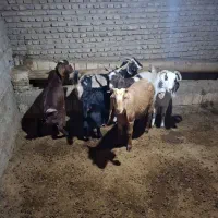 بز و بزغاله|حیوانات مزرعه|بشاریات, |دیوار