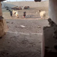 بزغاله ماده