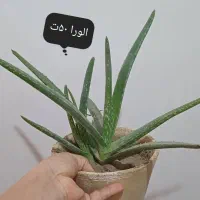 سانسوریا|گل و گیاه طبیعی|اهواز, کوی مهدیس|دیوار