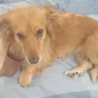 سگ داشتموند اشبیتس