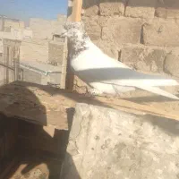 کفتر کله دار همچی تموم