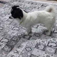 سگ خونگی|سگ|قدس, شهرقدس|دیوار