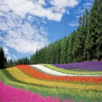 همخونه میخوام