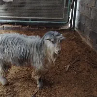 فروش 8عدد بز و بزغاله سالم