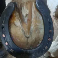 نعل بندی(داغ)و سرد|اسب و تجهیزات اسب‌سواری|مشهد, وکیل‌آباد|دیوار